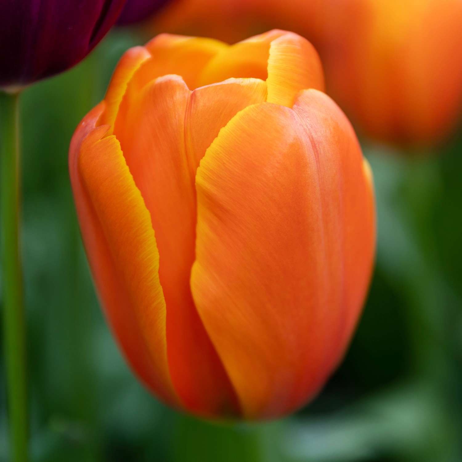 Tulipe 'Triple A'